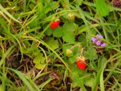 2013-07-07_Kotalm-Jochberg (119).JPG